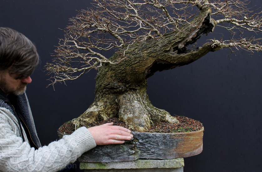 big elm bonsai